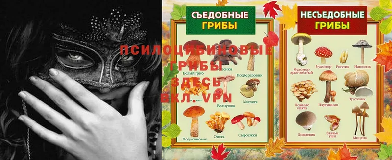 Галлюциногенные грибы Magic Shrooms  Болотное 